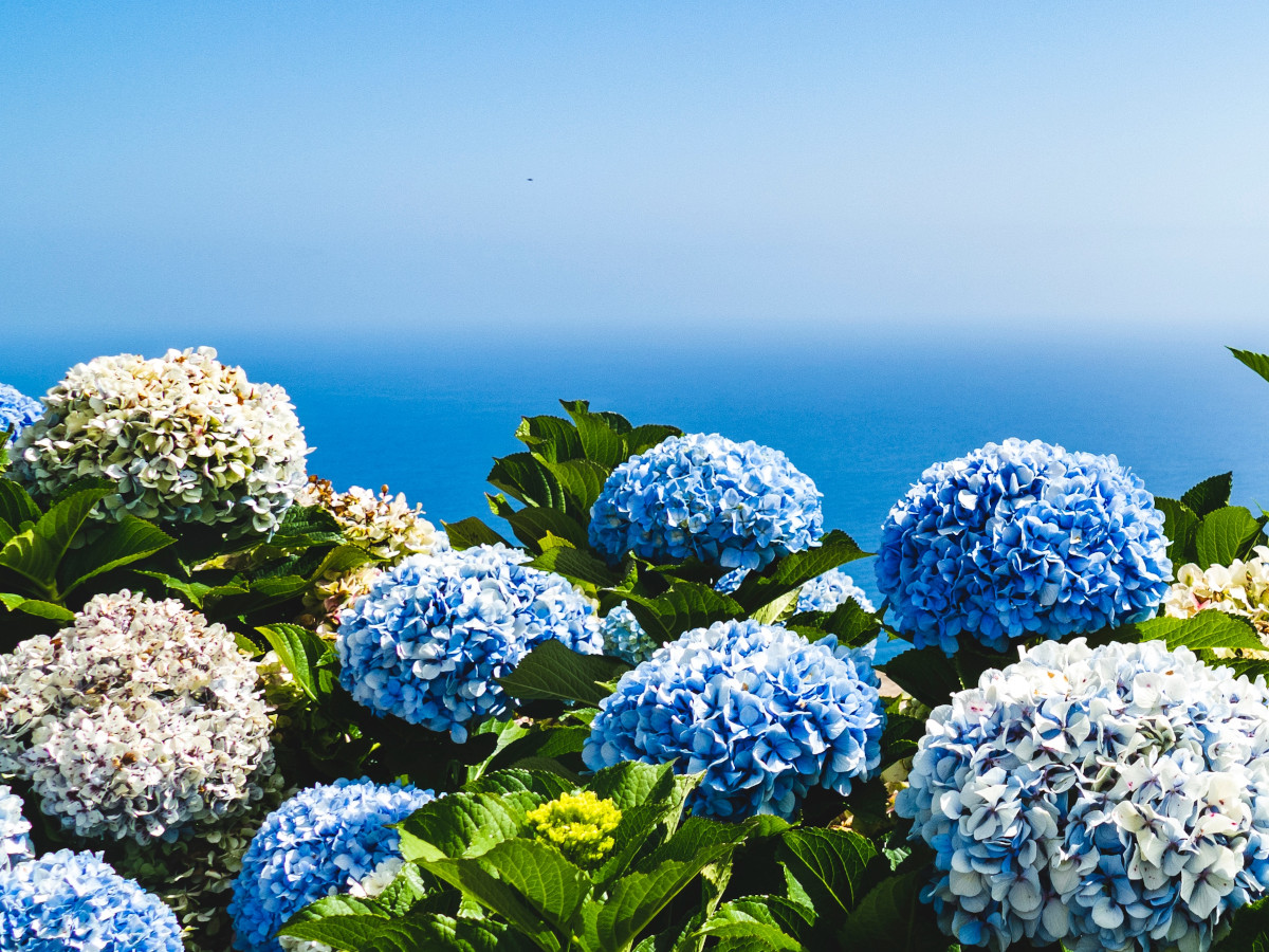Flores en Madeira / Foto: Josefin Bc (unsplash)