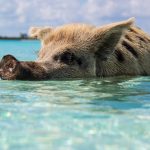Isla de los cerdos en Bahamas / Foto: Forest Simon Xa (unsplash)