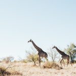Safari / Foto: Tobin Rogers (unsplash)